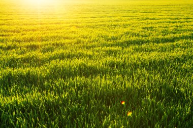 güneşli spystyle ve parlayan güneş