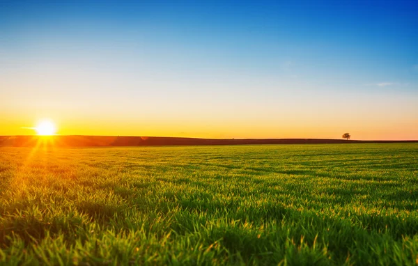 Зображення зеленого трав'яного поля та яскраво-блакитного неба — стокове фото