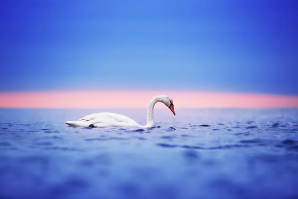 Cisne flotando en el agua al amanecer del día — Foto de Stock