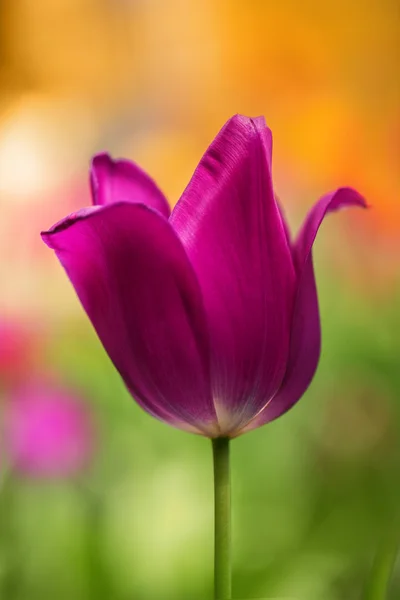 Tulipa no campo — Fotografia de Stock