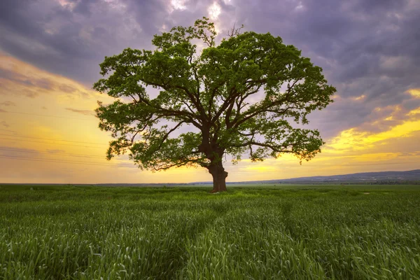 Grande árvore verde em um campo — Fotografia de Stock