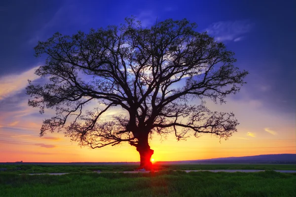 Nagy fa sziluettje, naplemente szemcsésedik — Stock Fotó