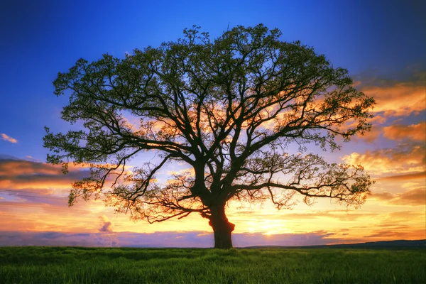 Stort träd silhouette, solnedgång — Stockfoto