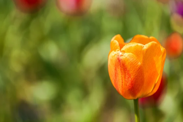 Tulipa no campo — Fotografia de Stock