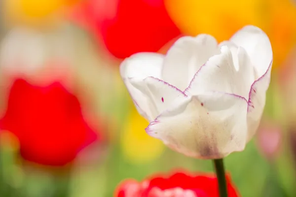 Tulipano nel campo dof — Foto Stock