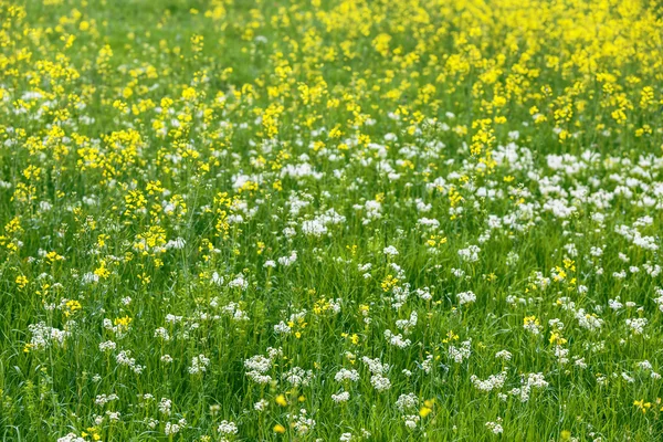 Green and yellow grass surface — Stock Photo, Image