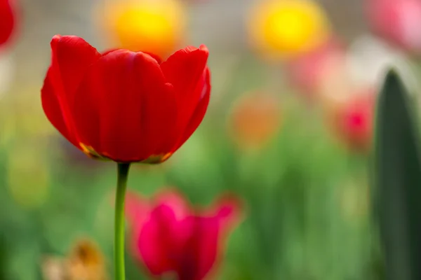 Tulipán en el campo dof — Foto de Stock