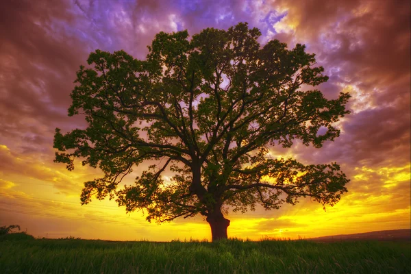 Grande albero verde in un campo, nuvole drammatiche — Foto Stock
