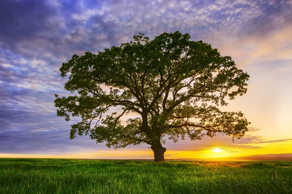 Grande árvore verde em um campo, nuvens dramáticas — Fotografia de Stock