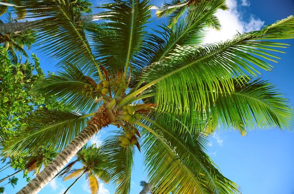 Coconut palm trees perspective view — Stock Photo, Image