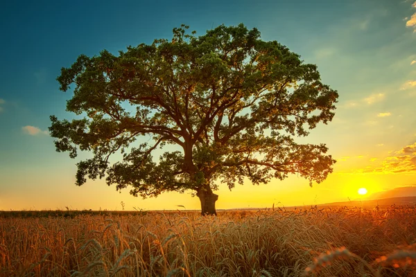 Duży zielony drzewo w kieliszek, pola, lato — Zdjęcie stockowe