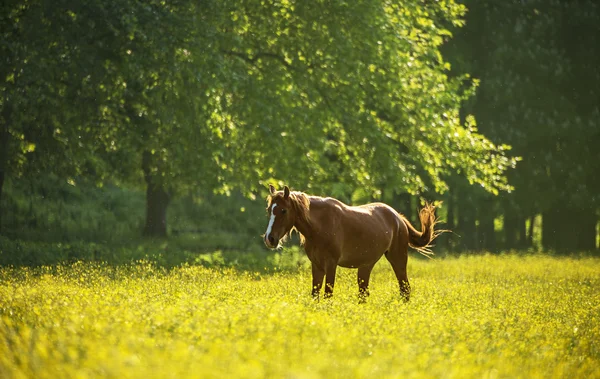 花の草原の馬 — ストック写真