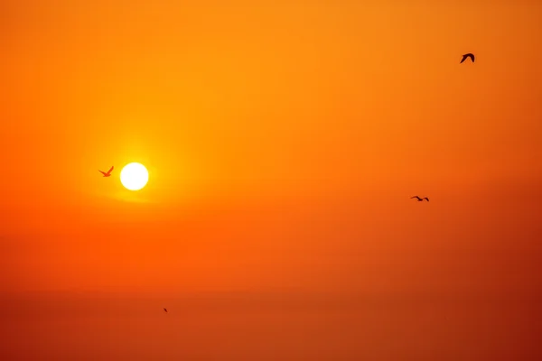 Ранковий схід і літаючі птахи — стокове фото