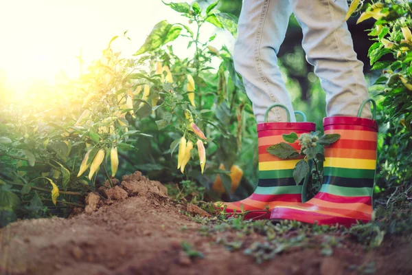 Αγρότης Κορίτσι Πολύχρωμες Μπότες Καουτσούκ Πράσινο Πιπέρι Και Τσίλι Φυτά — Φωτογραφία Αρχείου