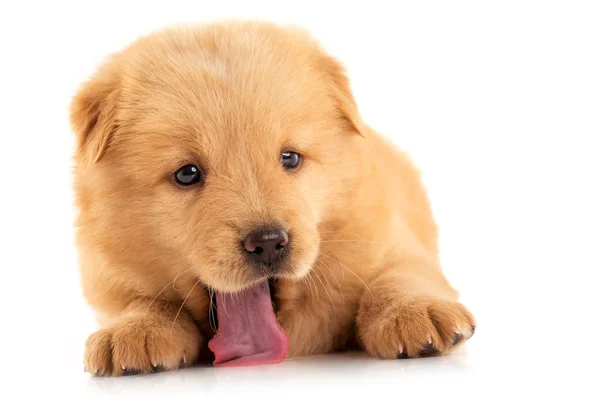 Cãozinho fofo Chow-chow, isolado sobre branco — Fotografia de Stock