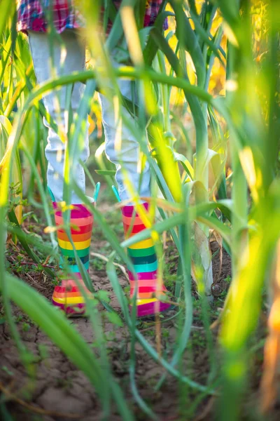 Menina Agricultor Com Botas Borracha Coloridas Plantas Verdes Horticultura Jardinagem — Fotografia de Stock