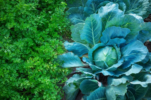 Świeże Organiczne Warzywa Kapusta Pietruszka Tło Zielonych Roślin — Zdjęcie stockowe