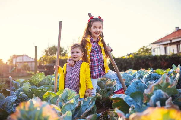 農家の男の子と女の子 弟と妹のキャベツの庭で働いています 秋野菜収穫 — ストック写真
