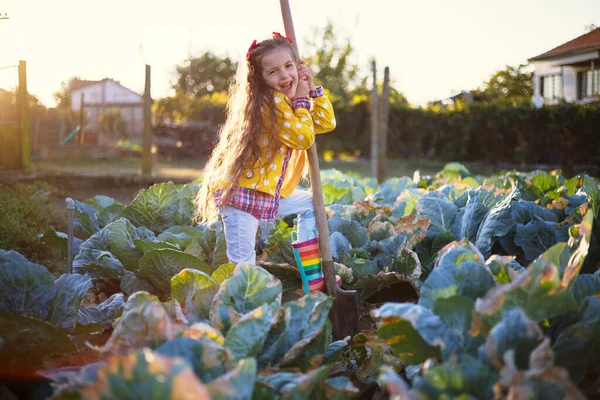 Fazendeiro Menina Feliz Trabalhando Campo Fazenda Repolho Verde Orgânico Fresco — Fotografia de Stock