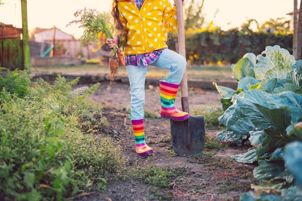 野菜の庭で小さな女の子の庭師新鮮な生物学を保持ちょうど収穫ニンジン — ストック写真