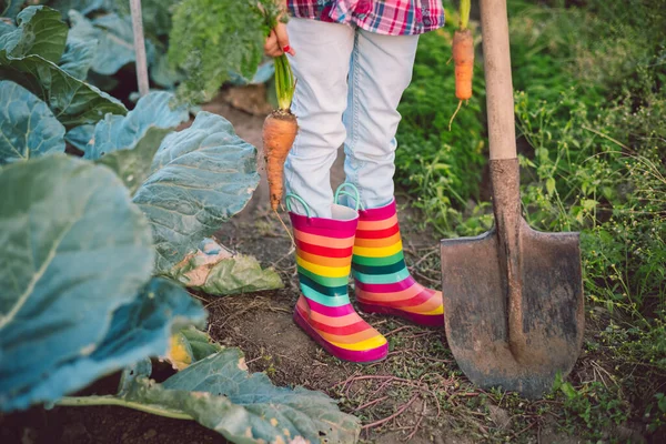 野菜の庭で小さな女の子の庭師新鮮な生物学を保持ちょうど収穫ニンジン — ストック写真