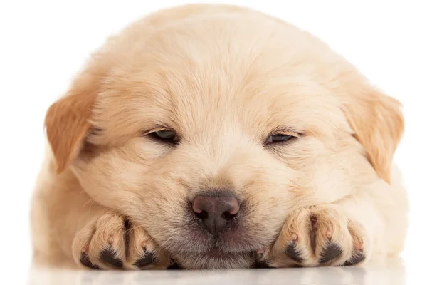 Pluizig chow-chow puppy, geïsoleerd over Wit — Stockfoto