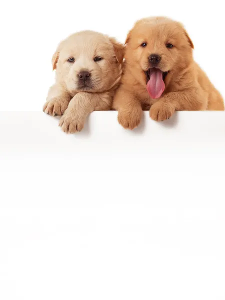 Twee schattige chow-chow puppies, geïsoleerd op witte achtergrond — Stockfoto