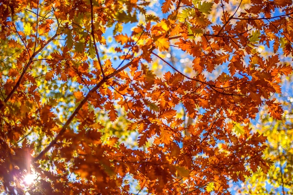 Hojas de otoño y fondo desenfocado — Foto de Stock