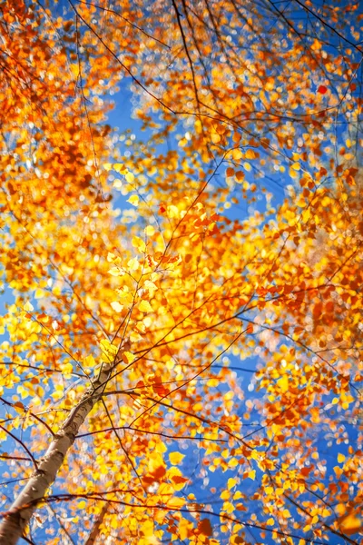 Herbstblätter und defokussierter Hintergrund — Stockfoto