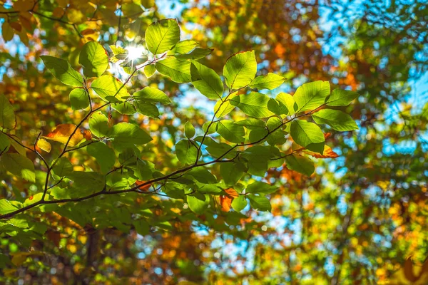 Grüne Blätter und farbige Hintergründe — Stockfoto