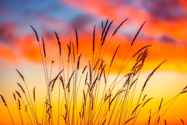 Campo d'erba durante l'alba — Foto Stock