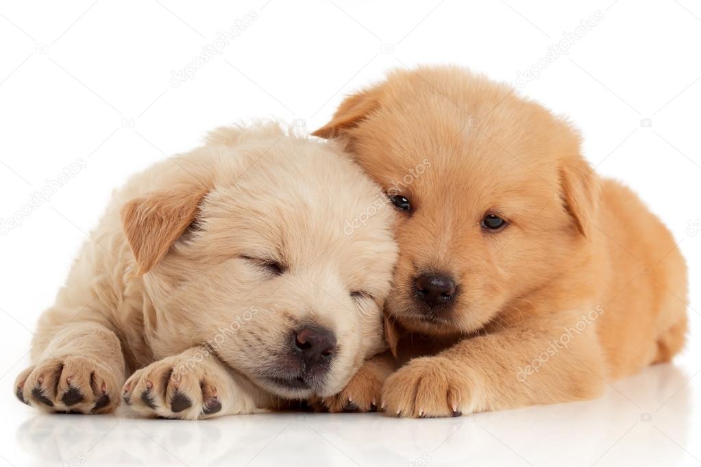Two cute Chow-chow puppies,  isolated over white background