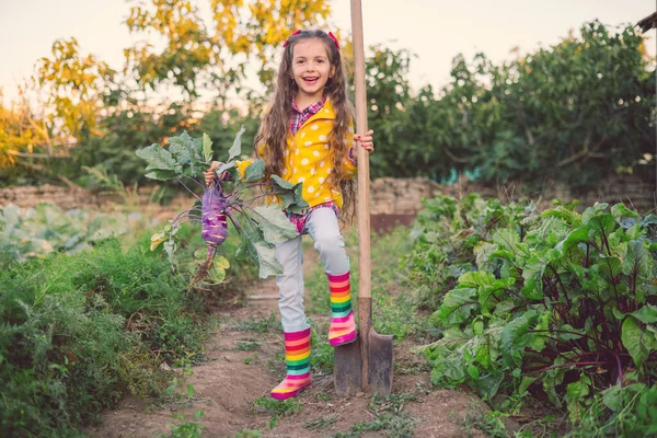 Sebze Bahçesindeki Küçük Bahçıvan Kız Elinde Taze Havuç Kohlrabi Topluyor — Stok fotoğraf