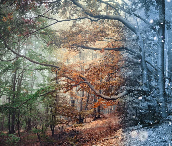 霧深い神秘的な森 霧の中の冬の森の木 — ストック写真