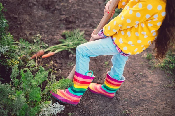 Mała Dziewczynka Ogrodnik Warzywach Ogród Gospodarstwa Świeże Biologiczne Właśnie Zbierane — Zdjęcie stockowe