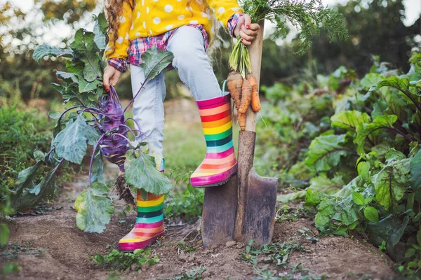 Garota Jardineira Horta Segurando Fresco Biológico Apenas Cenouras Colhidas Couve — Fotografia de Stock