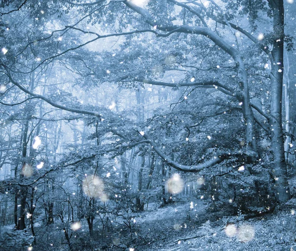 Foggy Mystisk Skog Träd Vinterskog Dimma — Stockfoto