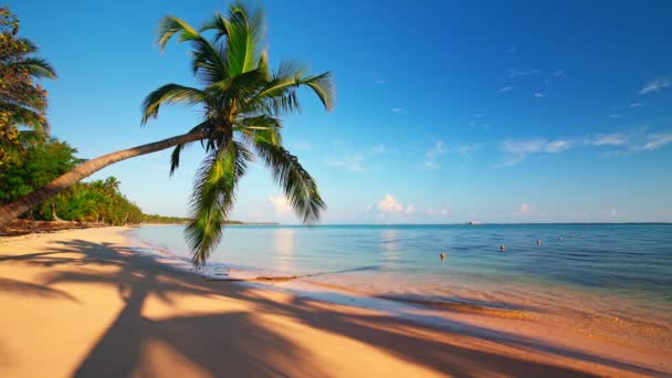 ヤシの木と美しい熱帯の島のビーチ シームレスに終わることのない映像 ループ4Kビデオ 海の日の出ビュー — ストック動画