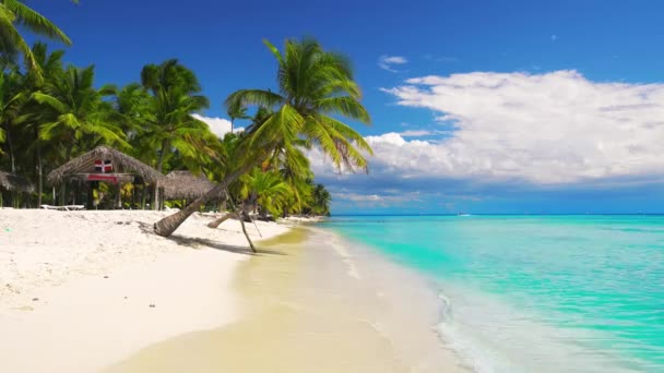 Palmier Plage Exotique Tropicale Île Séquences Sans Fin Sans Fin — Video