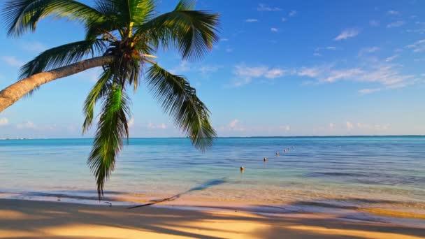 Palm Träd Och Vackra Tropiska Stranden Sömlösa Aldrig Sinande Bilder — Stockvideo