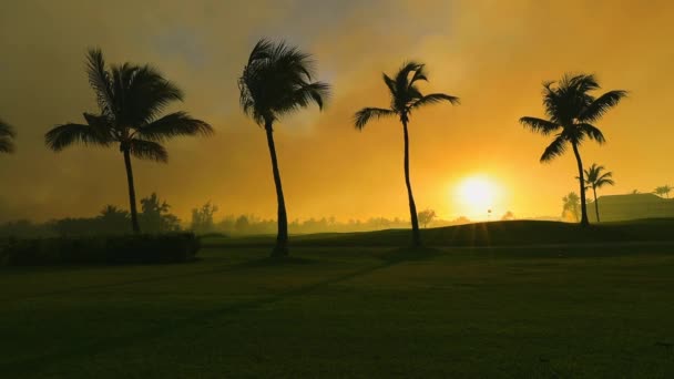 Golfplatz Auf Tropischer Insel Wunderschöner Sonnenuntergang Mit Palmensilhouetten Video — Stockvideo