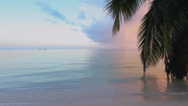 加勒比海滩 有棕榈树和绿松石水 岛屿度假 夏季日出 — 图库视频影像