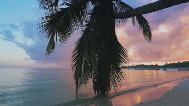 Oceaan Strand Zonsopgang Caraïbische Kust Met Palmblad Golvend Turquoise Water — Stockvideo