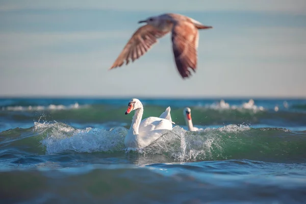 海の白い白鳥 日の出のショット — ストック写真