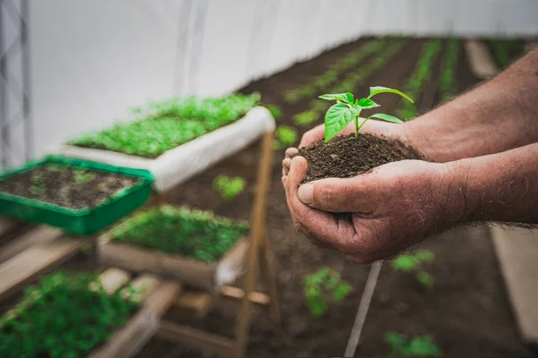 Mão Agricultor Segurando Uma Planta Jovem Fresca Crescente Nova Vida — Fotografia de Stock