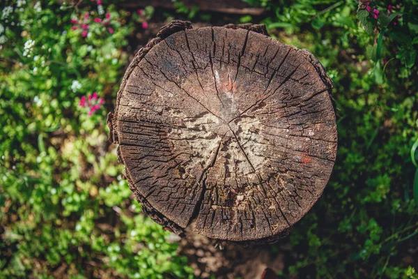 Wytnij Pniaka Świeżą Zieloną Trawę Pączek Drzewa Lesie — Zdjęcie stockowe