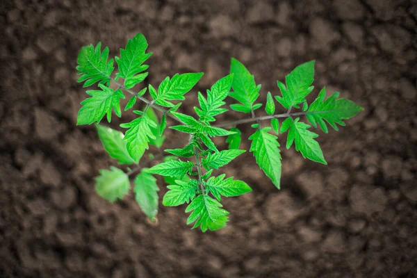 Young Tomato Plants Leaves Greenhouse Growing Seedling Ground — Stock Photo, Image