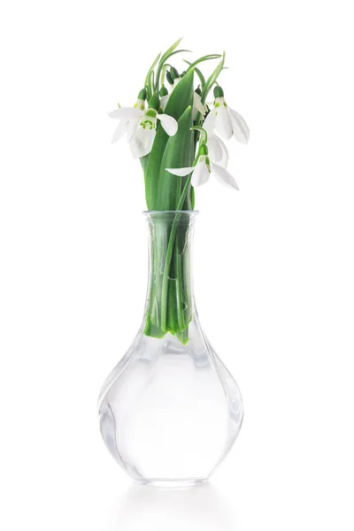 Galanthus Nivalis Lentebloemen Sneeuwklokje Geïsoleerd Witte Achtergrond — Stockfoto