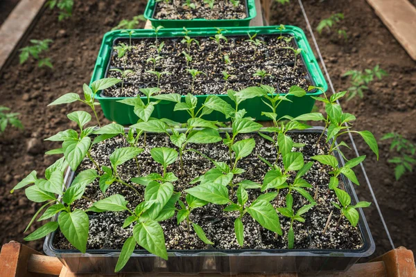 Young Pepper Plants Leaves Growing Seedling Ground — Stock Photo, Image