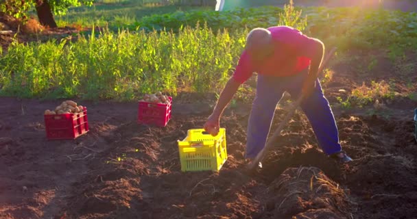 Farmer Harvesting Fresh Potatoes Field Horticulture Gardening Agriculture Organic Vegetables — Stock Video